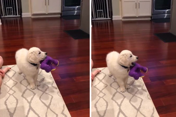 路過被電視吸引...阿金坐地板緊盯。（圖／翻攝自臉書粉專Golden Retriever Things）