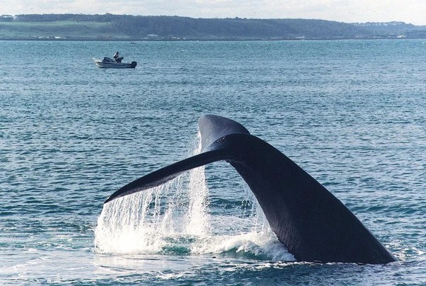 ▲澳洲賞鯨。（圖／澳洲維多利亞觀光局提供）