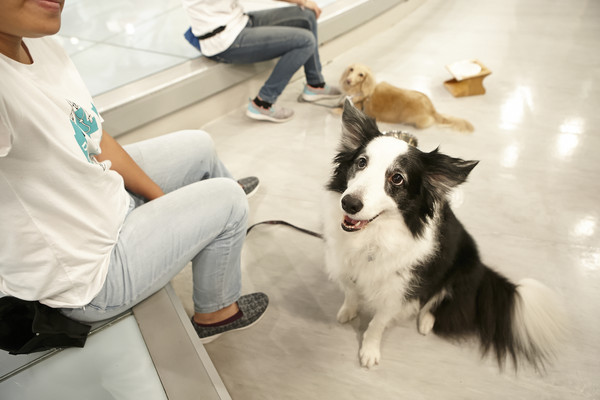 ▲毛小孩4種動作暗示牠老了　獸醫：高齡寵健康從挑選「飼料」做起。（圖／東森購物）