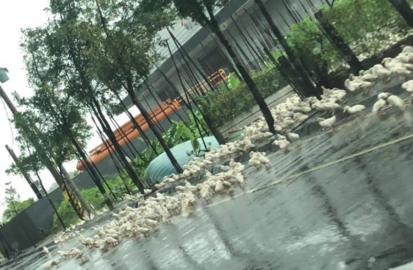 ▲▼雨用倒的！屏東鴨子群越獄「游過馬路」　網笑：老闆要哭了。（圖／翻攝自爆料公社）