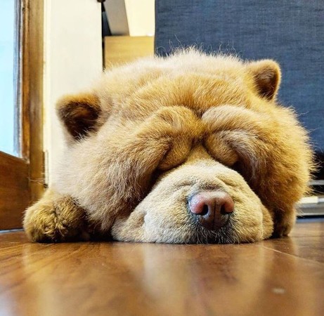 鬆獅耍任性不吃，嚐一口舔到停不下來。（圖／翻攝自Instagram@chowderthebeardog）