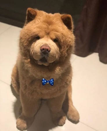 鬆獅耍任性不吃，嚐一口舔到停不下來。（圖／翻攝自Instagram@chowderthebeardog）