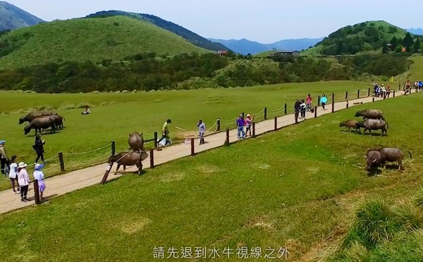 ▲▼陽明山擎天崗草原水牛。（圖／翻攝陽明山國家公園fb）