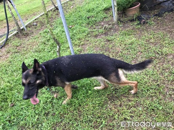 狼犬雨中伴阿公除草3小時：小心哦！（圖／飼主張菈菈提供，請勿隨意翻拍，以免侵權。）