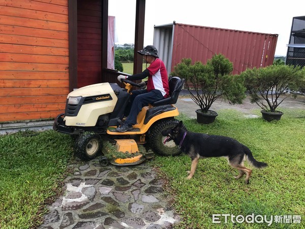 狼犬雨中伴阿公除草3小時：小心哦！（圖／飼主張菈菈提供，請勿隨意翻拍，以免侵權。）