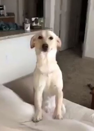 萌汪露謎之微笑　網：一定不單純（圖／翻攝自Instagram用戶「mad_mike9」）