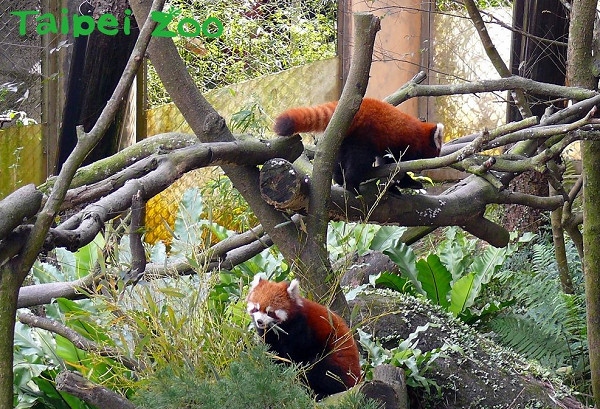 ▲▼歡慶小貓熊寶寶雙滿月！　動物園辦「猜名」贏了送小禮物。（圖／台北市立動物園提供）