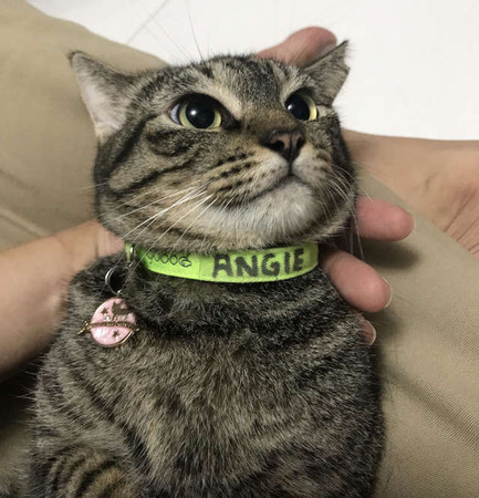 （圖／翻攝自Facebook／Saving The Siameses）