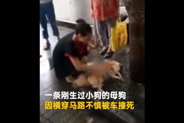 狗狗被撞死，女主人崩潰。（圖／翻攝自北京時間）