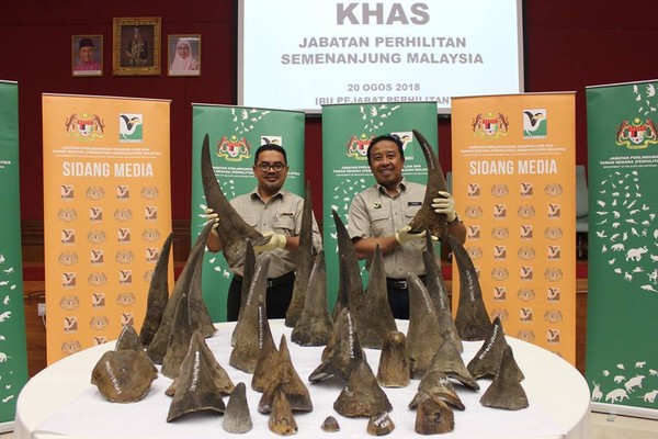 馬來西亞查獲50個犀牛角。（圖／翻攝自Jabatan PERHILITAN Semenanjung Malaysia）