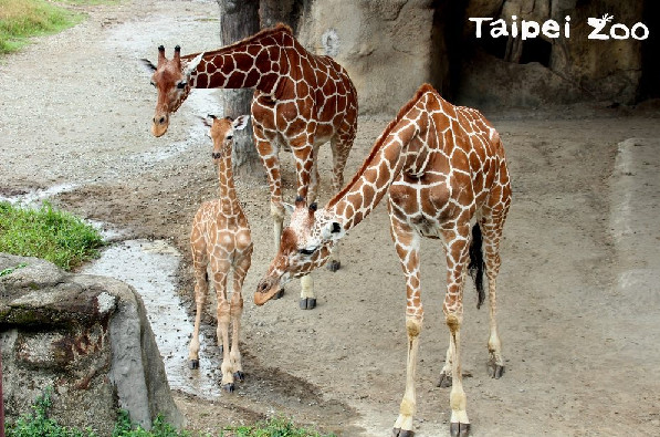 ▲長頸鹿寶寶度過難過，可以在戶外場玩。（圖／台北市立動物園提供）