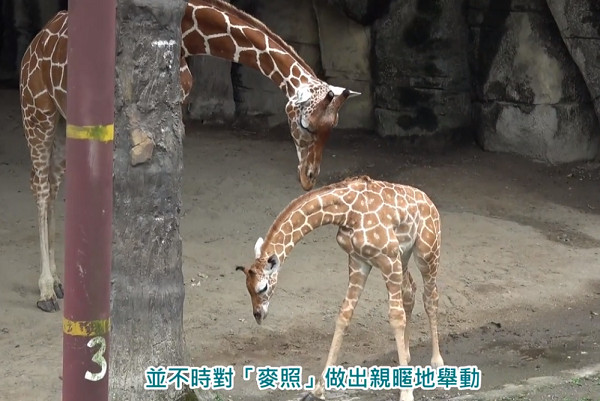 ▲長頸鹿寶寶度過難過，可以在戶外場玩。（圖／台北市立動物園提供）