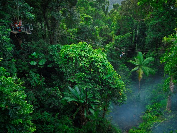 ▲昆士蘭熱帶雨林。（圖／昆士蘭旅遊局提供，下同。）
