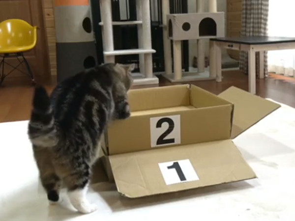 ▲日本網紅喵Maru紙箱大挑戰。（圖／翻攝自Instagram帳號「maruhanamogu」）