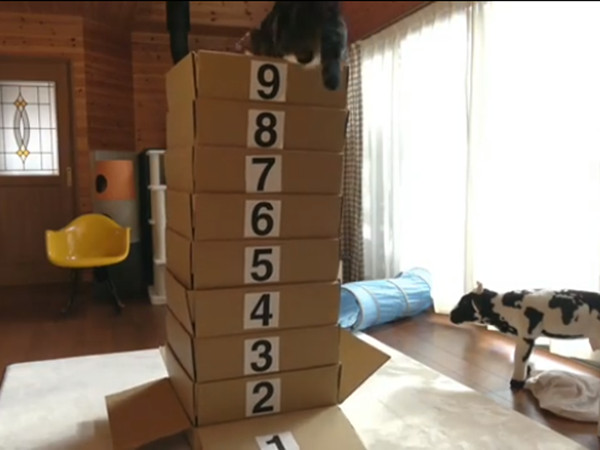 ▲日本網紅喵Maru紙箱大挑戰。（圖／翻攝自Instagram帳號「maruhanamogu」）