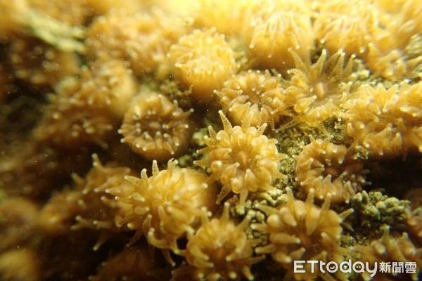▲美麗的一級保育類瀕危的柴山多杯孔珊瑚在大潭藻有不少族群。（圖／擷自臉書珍愛桃園藻礁）