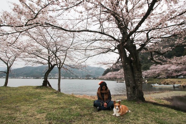 ▲▼旅遊作家朵咪帶柯基巧比赴日旅遊。（圖／窮得只剩一個背包 one backpack臉書專頁授權提供，請勿隨意翻攝）