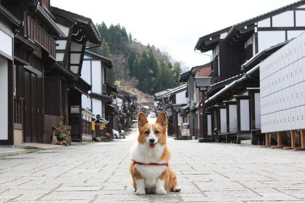 ▲▼▲▼旅遊作家朵咪帶柯基巧比赴日旅遊。（圖／窮得只剩一個背包 one backpack臉書專頁授權提供，請勿隨意翻攝）