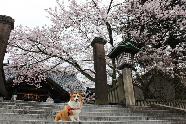 ▲▼▲▼旅遊作家朵咪帶柯基巧比赴日旅遊。（圖／窮得只剩一個背包 one backpack臉書專頁授權提供，請勿隨意翻攝）