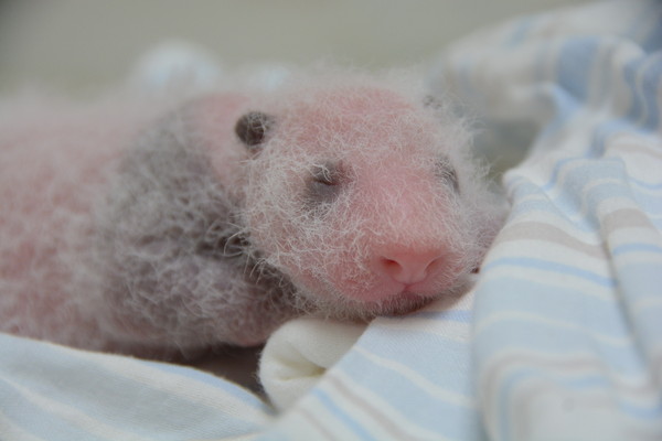 大熊猫出生时的样子图片