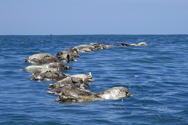 ▲墨西哥南部海岸驚見有300隻瀕臨滅絕的海龜屍體，身體被廢棄漁網困住，當局已展開調查。（圖／路透）