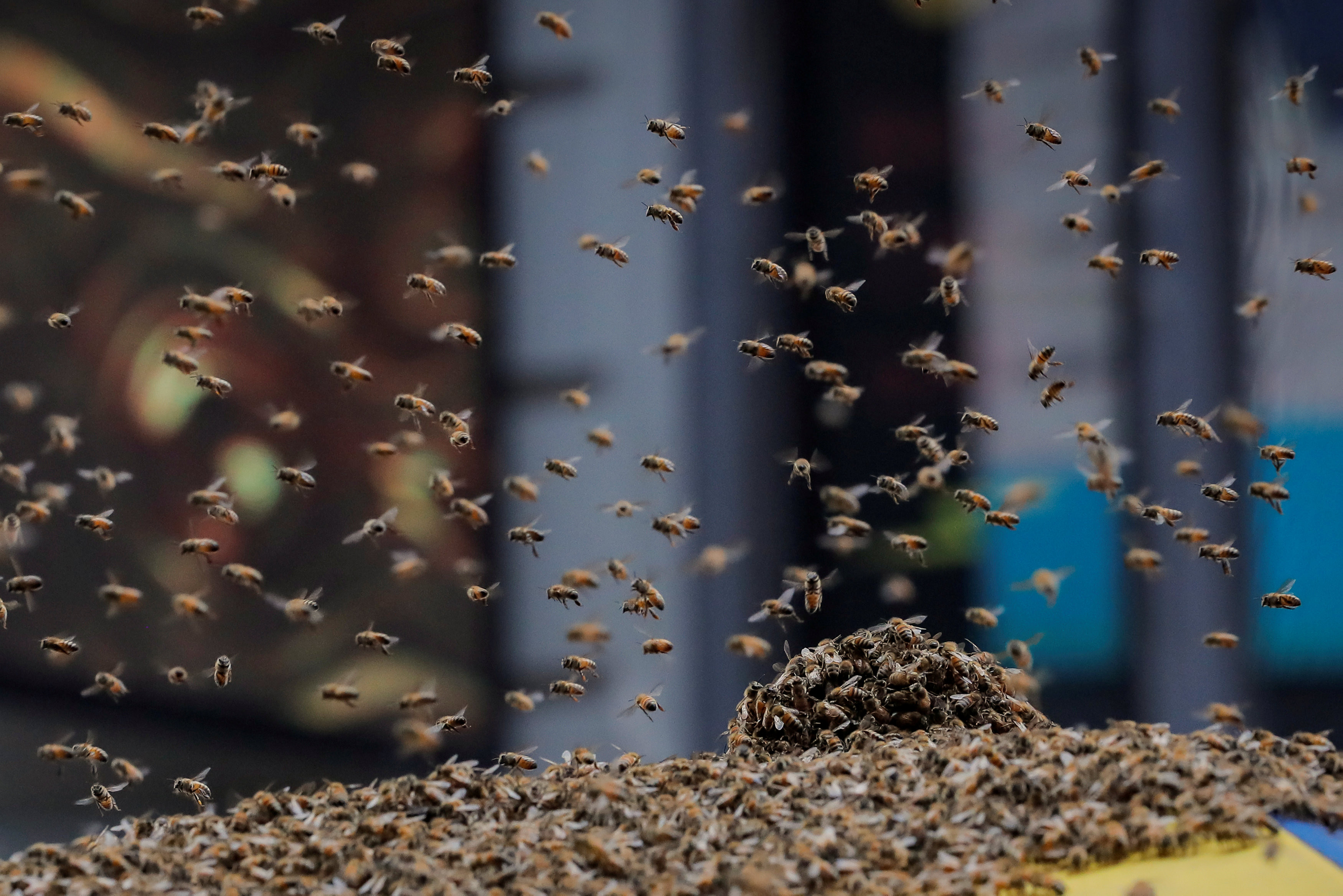 ▲▼紐約時報廣場被大量蜜蜂入侵。（圖／路透社）