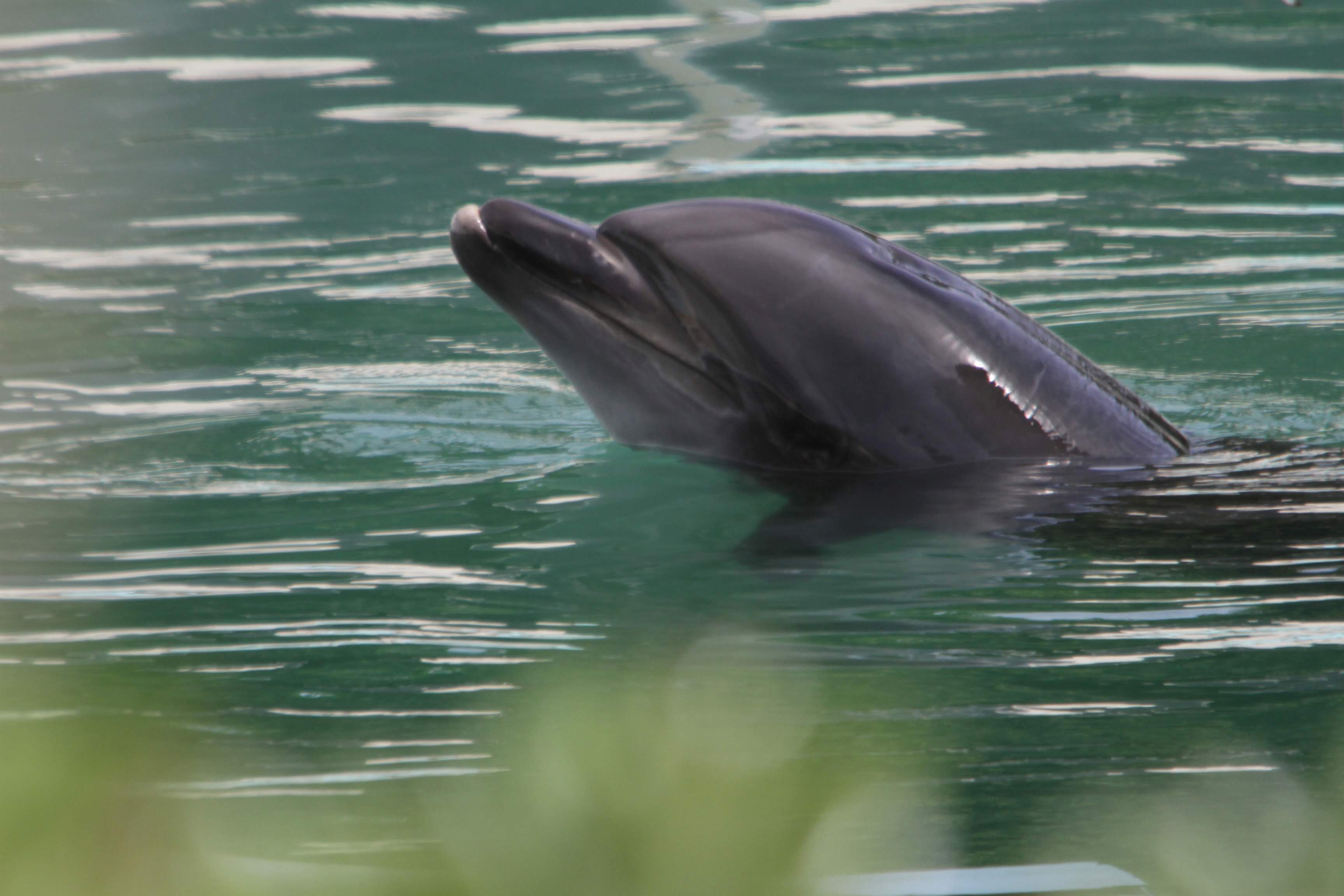 ▲▼ 海豚「甜心」被遺棄在已經荒廢的犬吠埼海洋公園裡。（圖／路透社）