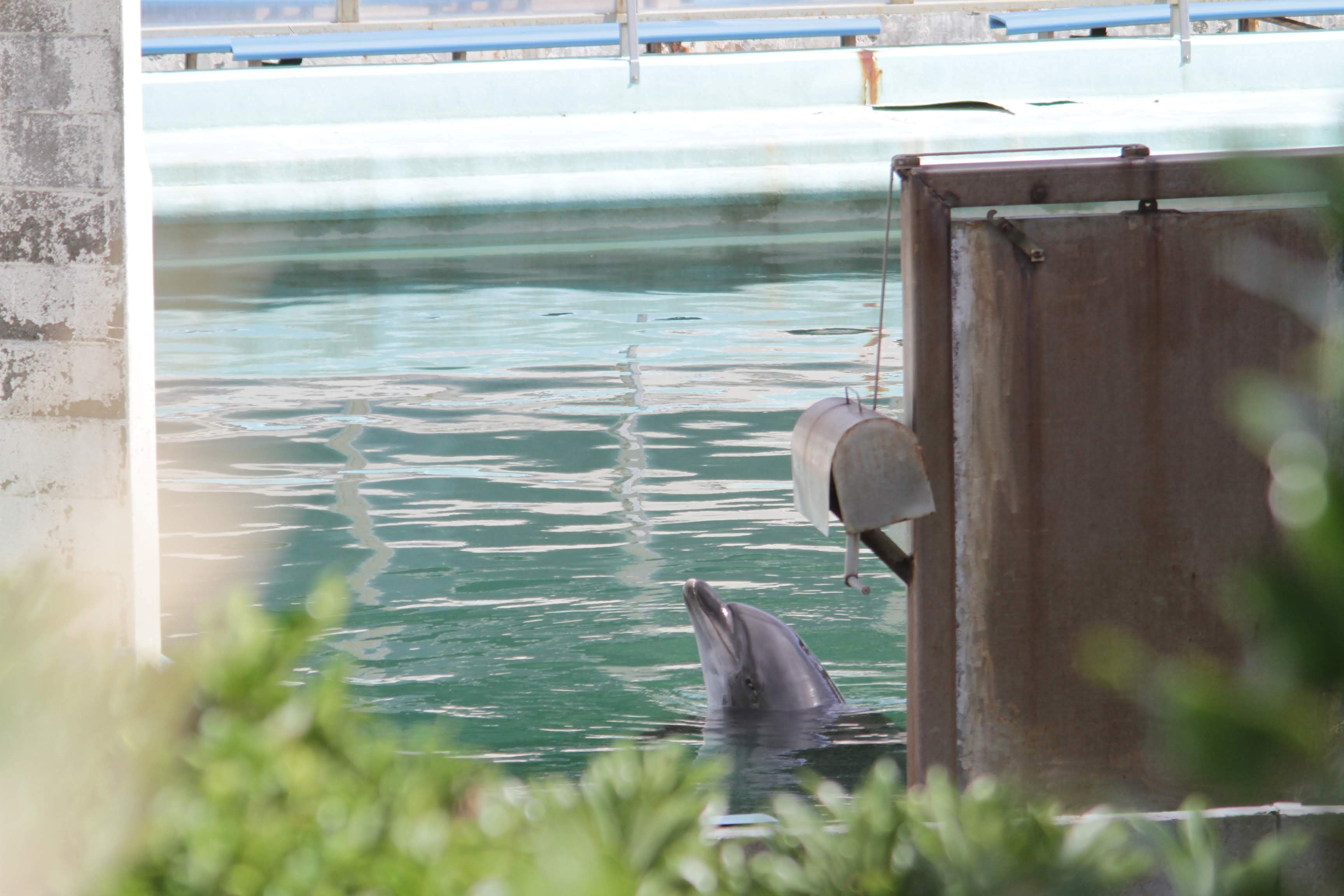 ▲▼ 海豚「甜心」被遺棄在已經荒廢的犬吠埼海洋公園裡。（圖／路透社）