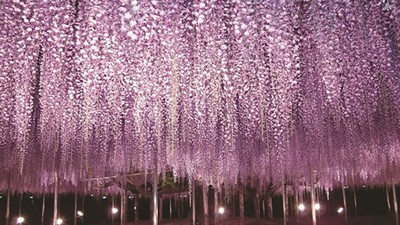 去日本不只看櫻花　「足利花卉公園」紫藤花海　美到不像這個世界