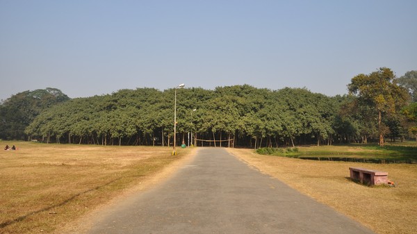▲▼大榕樹長成一片森林。（圖／翻攝自wikimedia／Biswarup Ganguly）