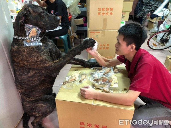 高山犬玩2天梭哈贏「雞腿項鍊」。（圖／臉書粉絲團全球三劍客提供，下同）