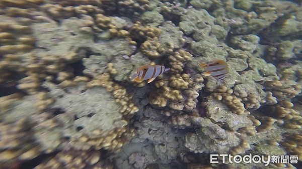 泰國喀比,神奇四島,浮潛,跳島