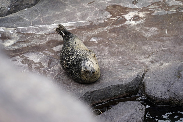 ▲▼日本山形縣鶴岡市立加茂水族館。（圖／快樂雲愛旅行提供）