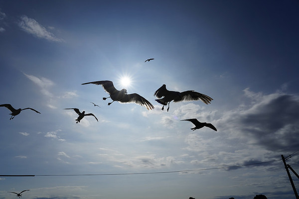 ▲▼日本山形縣鶴岡市立加茂水族館。（圖／快樂雲愛旅行提供）