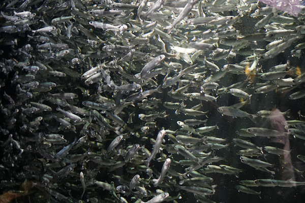 ▲▼日本山形縣鶴岡市立加茂水族館。（圖／快樂雲愛旅行提供）