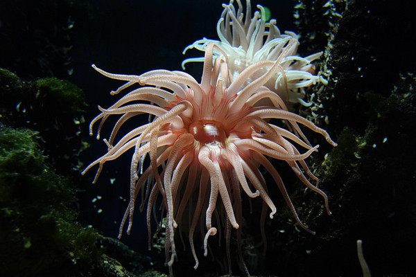 ▲▼日本山形縣鶴岡市立加茂水族館。（圖／快樂雲愛旅行提供）