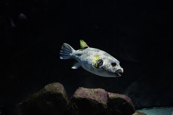 ▲▼日本山形縣鶴岡市立加茂水族館。（圖／快樂雲愛旅行提供）