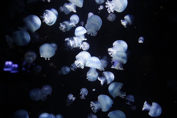 ▲▼日本山形縣鶴岡市立加茂水族館。（圖／快樂雲愛旅行提供）