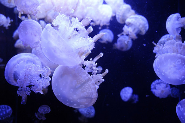 ▲▼日本山形縣鶴岡市立加茂水族館。（圖／快樂雲愛旅行提供）