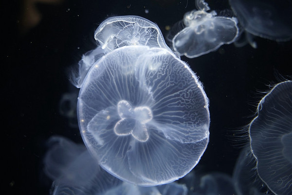 ▲▼日本山形縣鶴岡市立加茂水族館。（圖／快樂雲愛旅行提供）