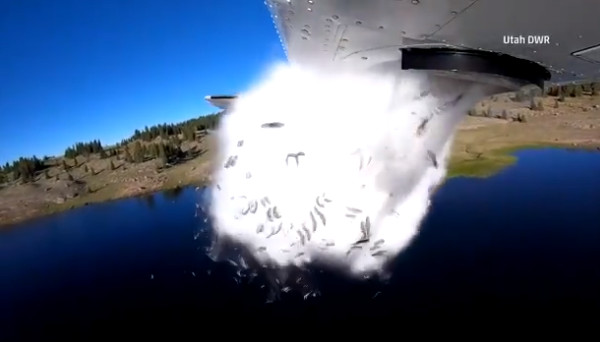 美國猶他州野生資源部（Utah`s Department of Wildlife Resources）近日在推特上傳一則影片，內容說明，一架飛機在一處高山湖泊上飛行，突然間艙門打開，大量的魚苗就這樣從天而降，掉落湖裡，相當壯觀。（圖／翻攝自Utah.gov推特）