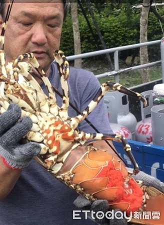 ▲長濱鄉漁民捕獲罕見重達4台斤的錦繡龍蝦，這隻母龍蝦懷裡抱著數百萬龍蝦卵。（圖／池祥鈺先生提供，下同）