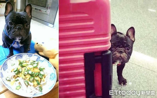 ▲阿姨挺孕肚回家　法鬥暖舔她肚寵胎兒：要乖乖喔～哥在這（圖／臉書粉專「茶壺小王子」授權提供）