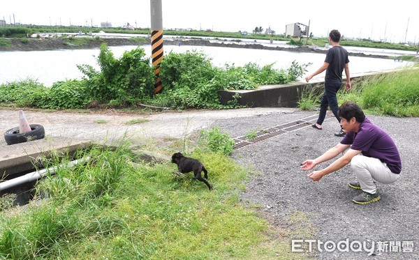 ▲▼小黑狗攔車救同伴。（圖／台灣動物緊急救援小組提供）