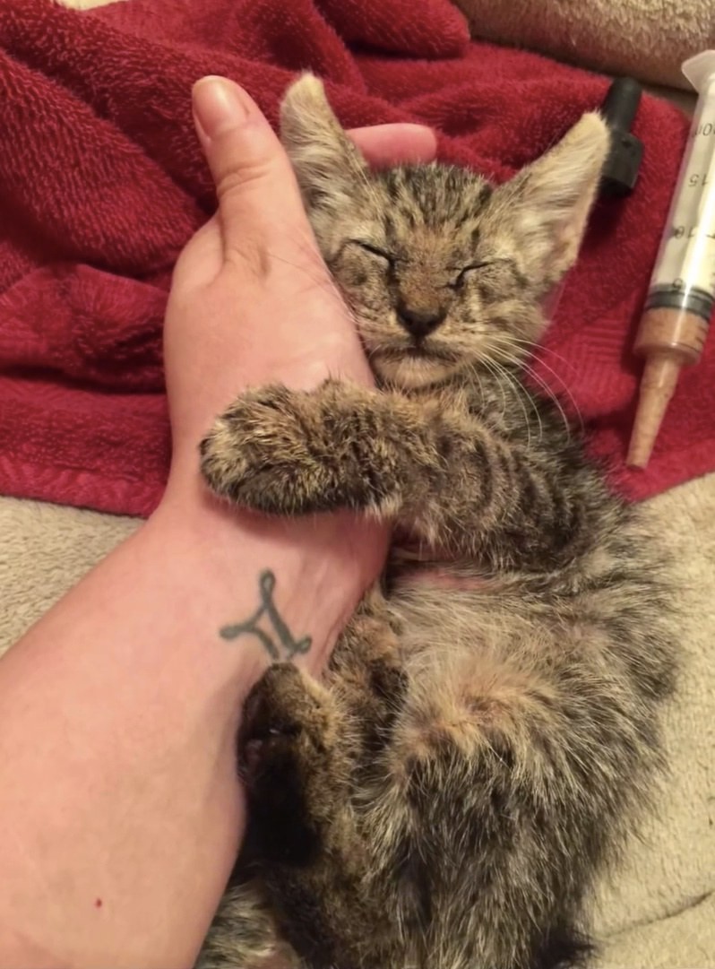 ▲▼小貓andy自從找到家後，每天都要抱著飼主的手手才睡得著。（圖／翻攝自外網，lovemeow）