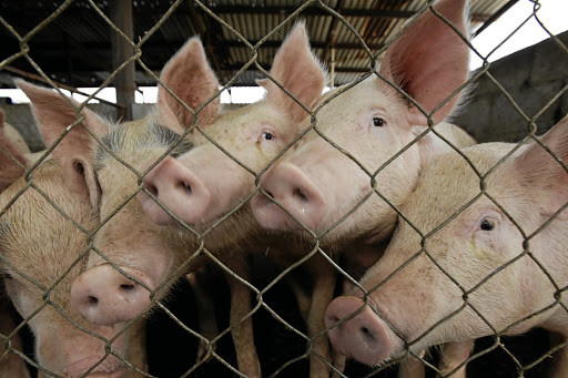 ▲天津薊州出現非洲豬瘟疫情。圖非爆發疫情的養殖場。（圖／路透社） 