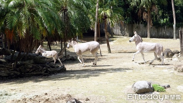 非洲野驢。（圖／台北市立動物園提供）