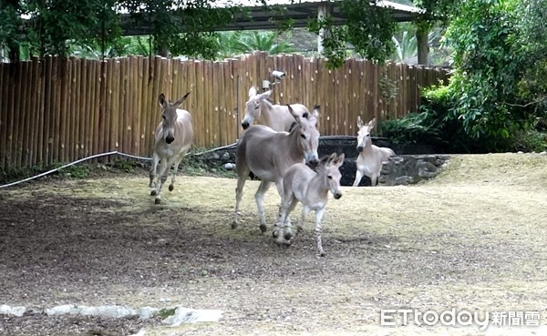 非洲野驢。（圖／台北市立動物園提供）