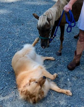 阿金主動找皮包骨小馬，暖心磨蹭。（圖／翻攝自臉書粉專@Carolina Equine Rescue & Assistance）