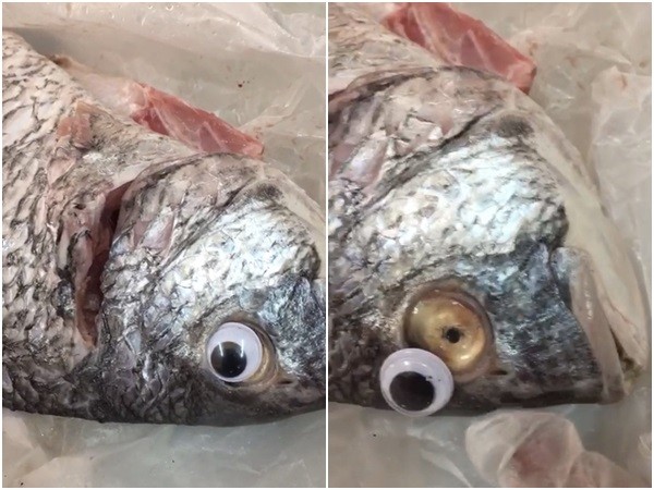 ▲▼科威特魚販幫死魚貼假眼睛裝新鮮，被勒令停業。（圖／翻攝推特／@Bayan_kw）